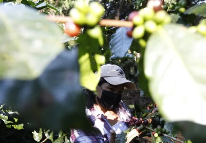 Realizan monitoreo para ver qué enfermedades atacan al cultivo. Foto: MiAmbiente