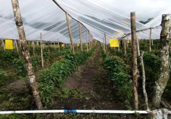  El mayor problema que enfrentan los productores de ají son los altos costos en los insumos, lo que encarece las inversiones y hace más difícil la actividad. Foto: José Vásquez