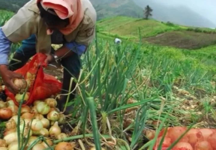 Según los productores hay un aumento del consumo y prueba de ello es el incremento en las hectáreas cultivadas remolacha, papá, cebolla, repollo, zanahoria y lechuga, por ejemplo. Foto: José Vásquez 