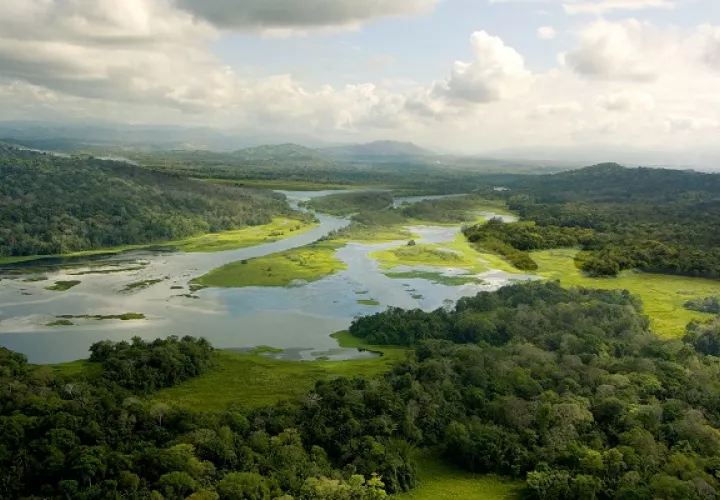 El experimento tiene como objetivo central definir las mejores formas de manejar las tierras en el trópico para proteger los recursos hídricos. Foto: STRI
