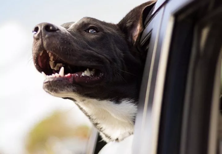 El principal órgano de defensa en humanos, perros y gatos es el sistema digestivo. Foto: Ilustrativa / Pixabay