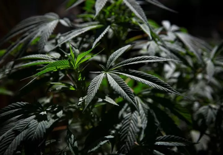  El pasado 30 de agosto se aprobo en tercer debate, el proyecto de ley No.153, que regula el uso medicinal y terapéutico del cannabis. Foto: EFE 