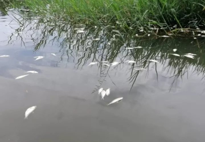 El Ministerio de Ambiente ya comenzó una investigación. Foto/Melquiades Vásquez