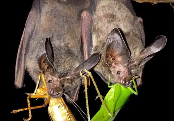Los murciélagos polinizan flores y consumen millones de insectos noche tras noche. Foto: Cortesía Smithsonian