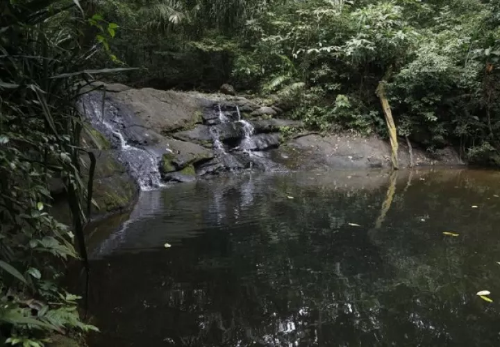 El sendero de El Charco está ubicado en el Parque Nacional Soberanía, una de las  áreas protegidas en la que trabaja la Fundación Natura. Foto: Cortesía MiAmbiente