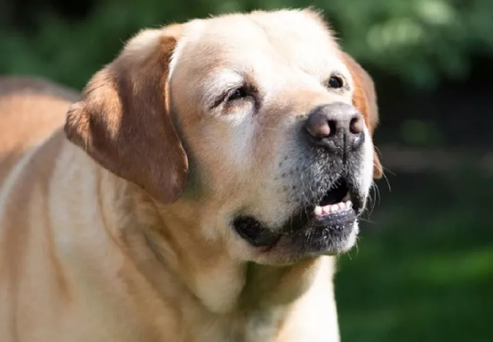 El cuidado de un perro mayor necesita dedicación y voluntad. Foto: Ilustrativa / Pixabay