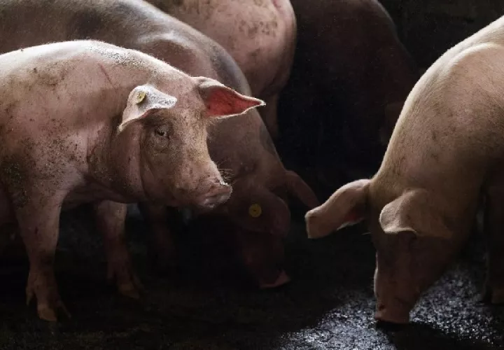 La peste porcina fue el tema en la Conferencia de Ministros de Agricultura de las América 2021. Foto: EFE