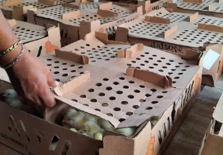 A las familias se les enseña a cuidar a los animales hasta que puedan ser consumidos o comercializados. Foto/Melquiades Vásquez
