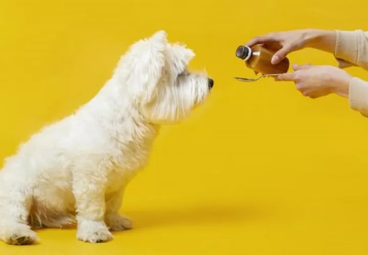 Por  mucho que los dueños deseen ayudar a su mascota lo corrector es acudir con un profesional. Foto: Ilustrativa / Feepik