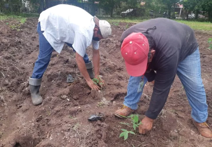 Los dos tipos de semilla provienen del Centro Internacional de Agricultura Tropical (CIAT) con sede en Colombia. Foto/Eric Montenegro