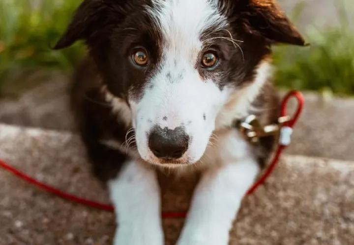 La artritis canina produce inflamación en las articulaciones. Foto: Ilustrativa / Pexels