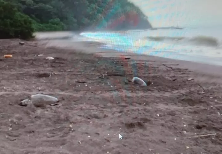  Las tortugas llegan  a desovar en estas cálidas y tranquilas aguas santeñas. Foto:Thays Domínguez