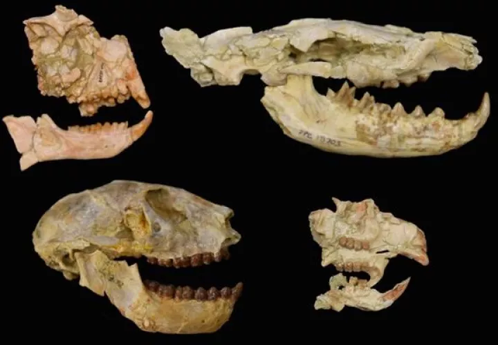 Fósiles de los grupos clave utilizados para desvelar la extinción del Eoceno-Oligoceno en África.EFE 
