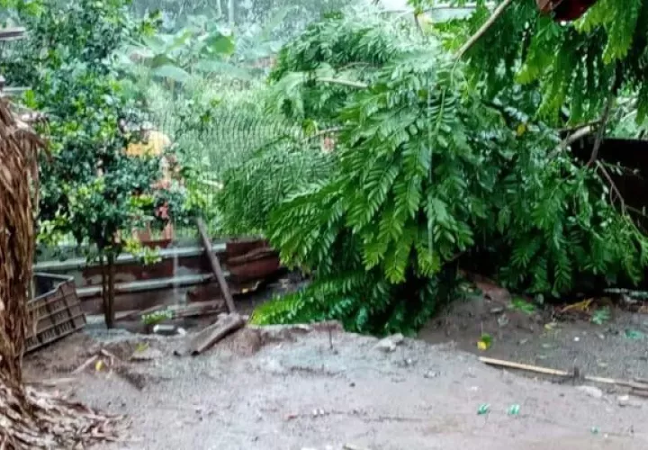 El fuerte temporal que azotó parte de la provincia causó la caída de árboles en las comunidades de San Juan y Salamanca sin que se reportaran personas heridas. Foto: Diomedes Sánchez