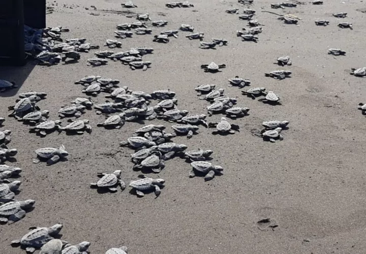 Las  jornadas de concienciación van encaminadas a crear viveros en las áreas donde llegan a anidar las tortugas. Foto: Diomedes Sánchez