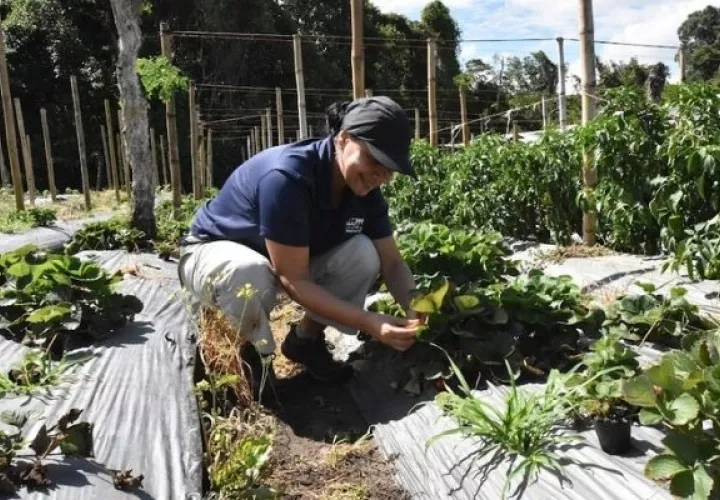 Los trabajos deben promover la restauración y mejora los suelos garantizando seguridad alimentaria. Foto: Cortesía