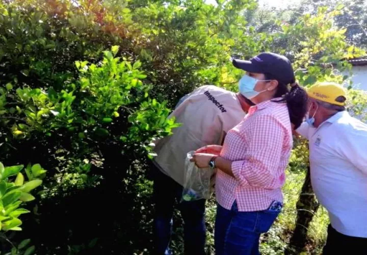 Los técnicos del Mida visitaron al menos 120 localidades en toda la región herrerana, para realizar encuestas fitosanitarias. Foto: Thays Domínguez