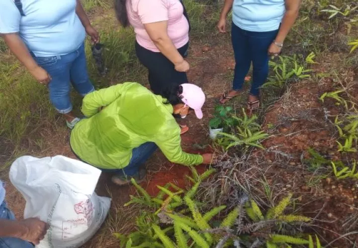 Para dar inicio a este proyecto ambiental se entregaron dos mil bolsas negras, una yarda de tierra negra, además de abonos y cascarilla de arroz, entre otros insumos. Foto: Thays Domínguez