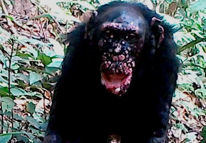 Estudio revela por primera vez  lepra en chimpancés salvajes. Foto: EFE