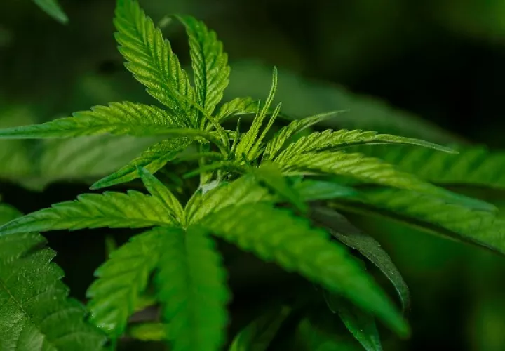 El presidente panameño, Laurentino Cortizo, firmó el proyecto de ley 153 que regula el uso medicinal y terapéutico del cannabis y sus derivados. Foto: EFE