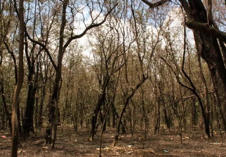 Investigan las causas específicas de la extinción de los manglares en los corregimientos de Panamá Viejo y Juan Díaz. Foto: EFE