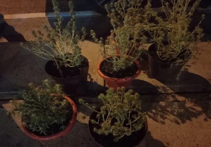 En el allanamiento también fueron incautados cinco plantones de presunta marihuana, confirmó la Policía Nacional. Foto: Eric Montenegro
