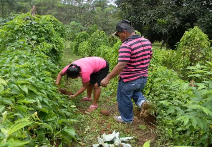 En Panamá Oeste, existe gran cantidad de productores de hortalizas, raíces y tubérculos además de café. Foto: Eric Montenegro