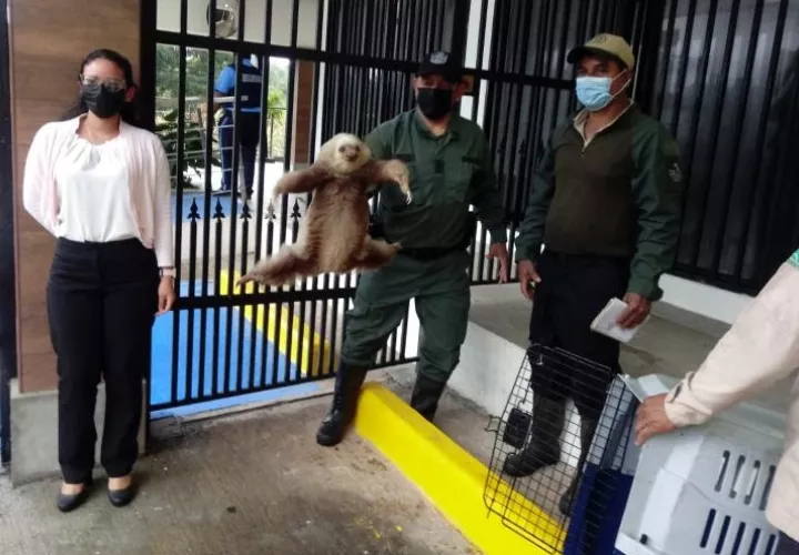 Otros animales silvestres liberados fueron dos perezosos de dos dedos. Foto: Eric A. Montenegro