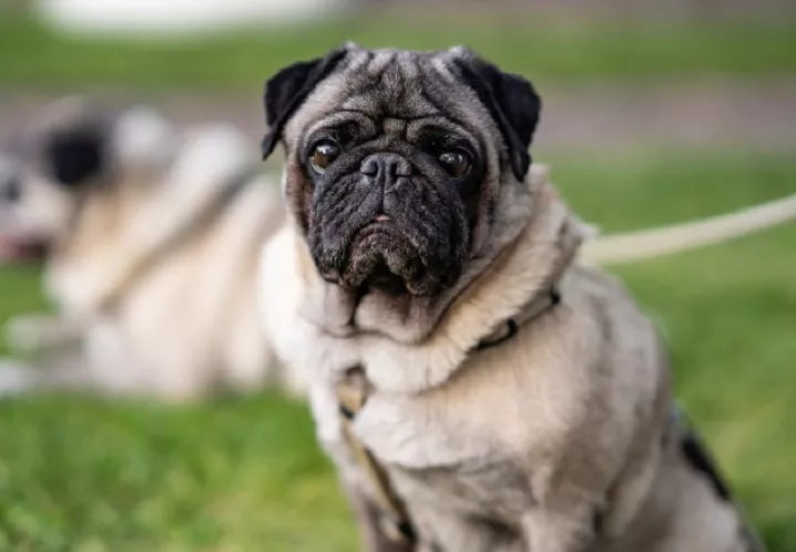  Perros 'pug'. Pixabay