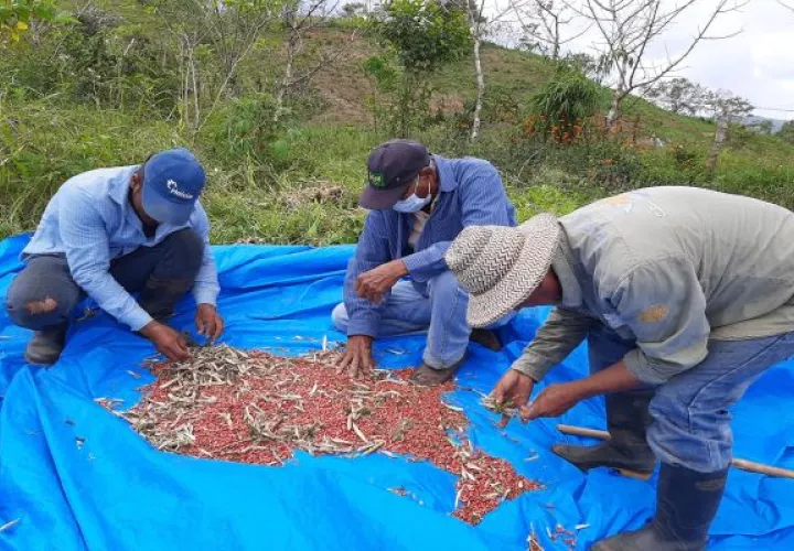 En total serán reproducidas 350 libras de variedades biofortificadas, Foto: Eric Montenegro