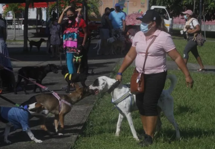 Realizan jornada de vacunación de contra la rabia y orientación alimenticia para mascotas. Foto: EFE