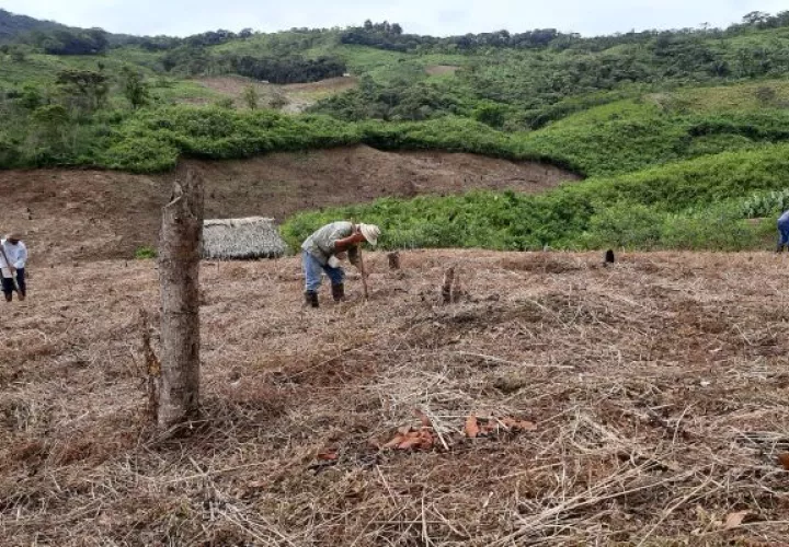 Los productores agrupados en estas cooperativas podrán ofertar semillas con un alto perfil productivo; además de ser más competitivos en el mercado. Foto: Eric Montenegro