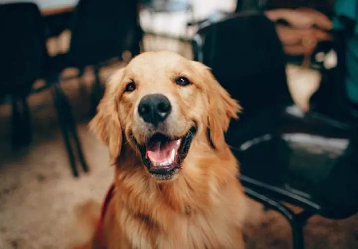 El Alzheimer de los perros y se presenta en canes mayores o en edad senior. Foto: Ilustrativa / Pexels
