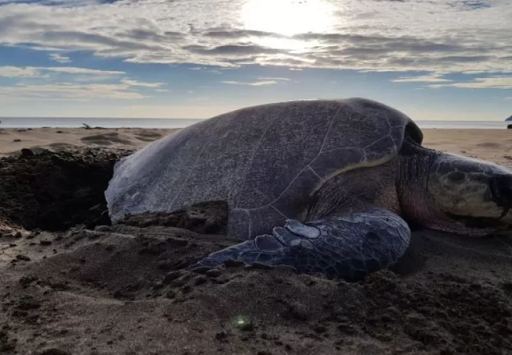 Los principales problemas en la zona de anidación de tortugas es la extracción de huevos por parte de animales depredadores y también de los humanos. Foto: Thays Domínguez
