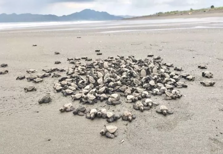 Se explora la posibilidad del establecimiento de una serie de actividades que no impliquen la extracción de los huevos. Foto: Thays Domínguez