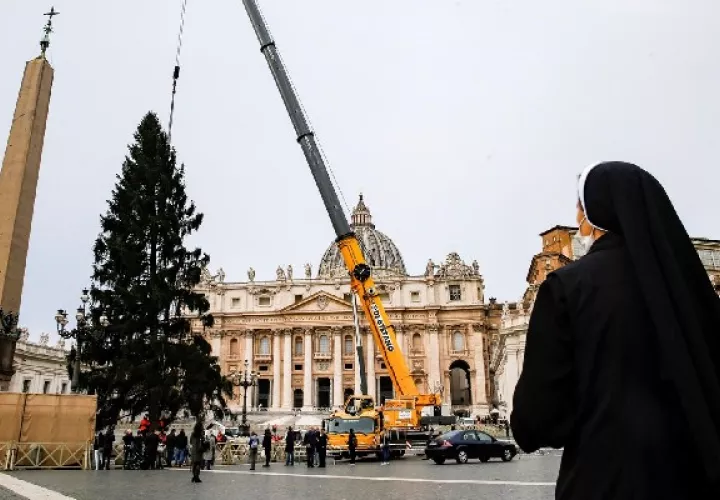 El Vaticano prepara encendido del árbol de Navidad el próximo 10 de diciembre. Foto: EFE