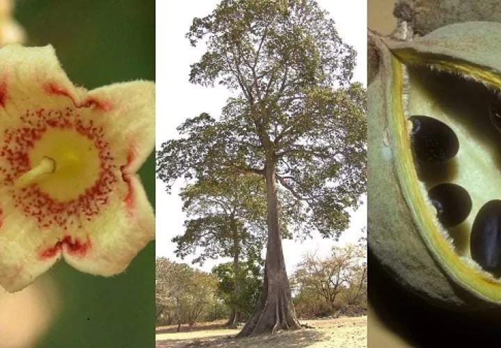 El árbol Panamá sigue aún despertando la admiración de quienes levantan la vista hacia el cielo para contemplarlo al completo.