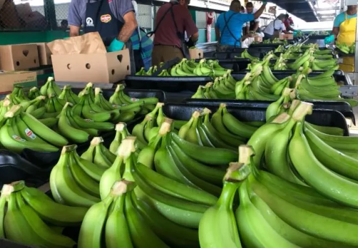 Actualmente, Panamá no importa bananos de ningún otro país. Foto: Cortesía Mida