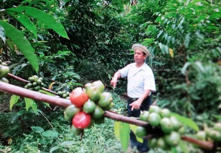 Desde el 2009, la ACP apoya la producción de café en Capira y otras regiones de la cuenca. Foto: Eric A. Montenegro. 