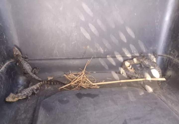 Este reptil carnívoro habita en el sur de México, Centroamérica y el noroeste de América del Sur.