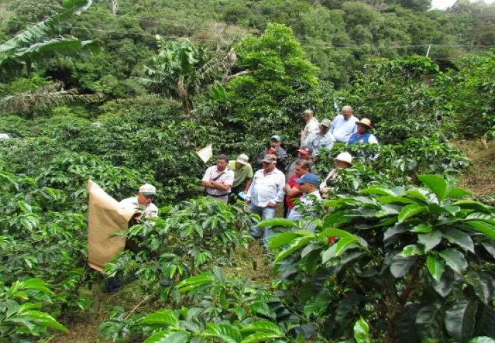  La cosecha de café inicia el próximo 1 de diciembre y se extiende hasta el mes de abril del año 2022. Foto: José Vásquez