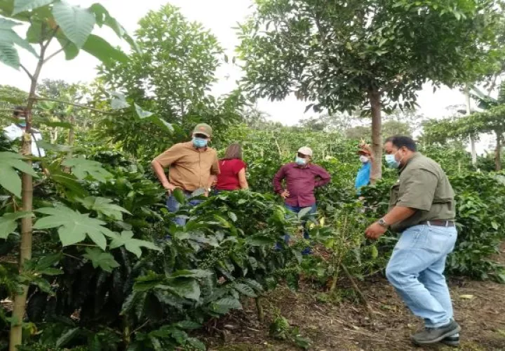 En unas 50 hectáreas se sembraron 165,000 plantones de café, junto a cercas vivas para proteger las fuentes hídricas, las áreas de reforestación y regeneración natural existentes. Foto: José Vásquez