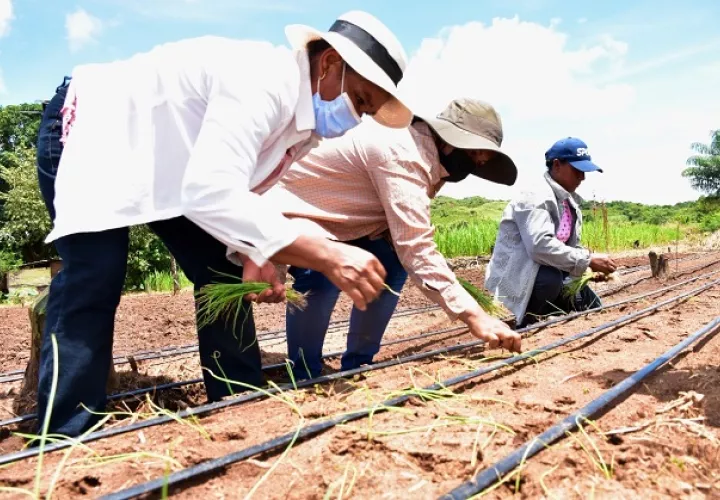  Más de 30 mil plantas de cebollas están creciendo en "Tierra Linda". 