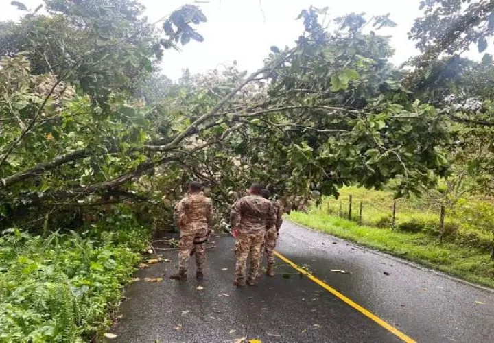 Debido al fuerte temporal también hubo caída de árboles. Foto: Diomedes Sánchez