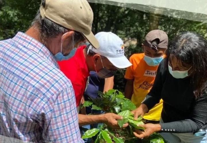 Se premiarán trabajos que promuevan la adaptación al cambio climático en apoyo a productores de rubros claves como el café, arroz y ganado. Foto: Cortesía