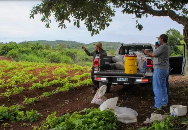 Los productores venden al programa Panamá Solidario. Cortesía