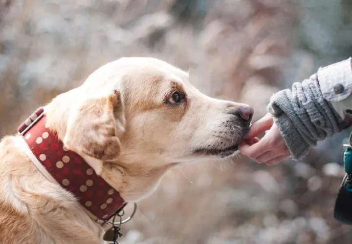 Las mascotas también pueden sufrir de ansiedad. Foto:Internet/Pixabay