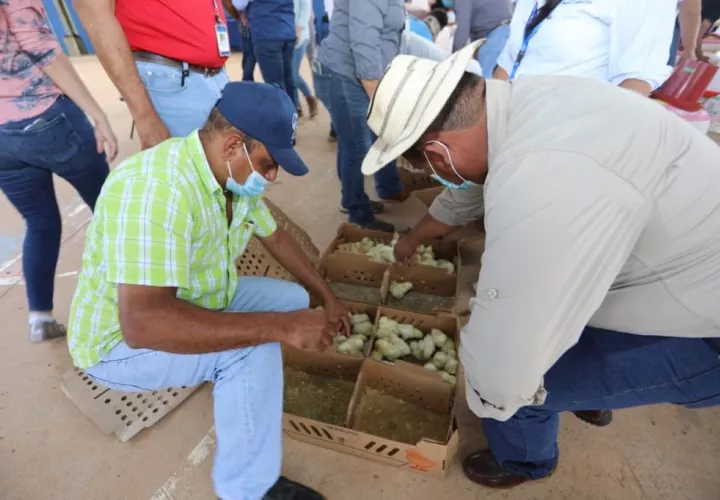 Se entregaron kits agrícolas que incluyen pollos de engorde, bebederos, rollos de alambres y vitaminas. Foto: Cortesía Mides 