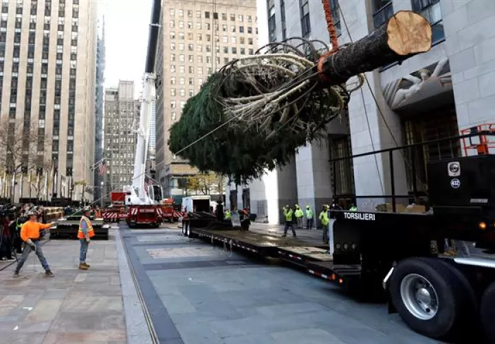 La instalación y decoración es de gran árbol marca el inicio de la Navidad.. Foto: EFE