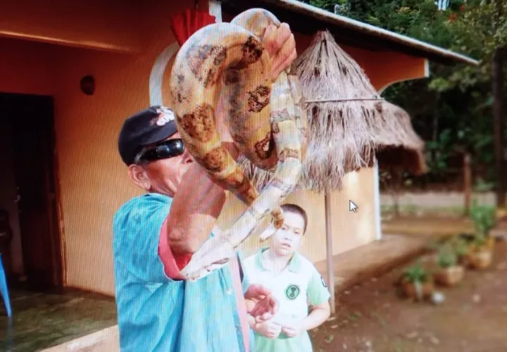Coclé ha superado en casos de mordeduras de serpientes a Veraguas. Foto: Melquiades Vásquez 